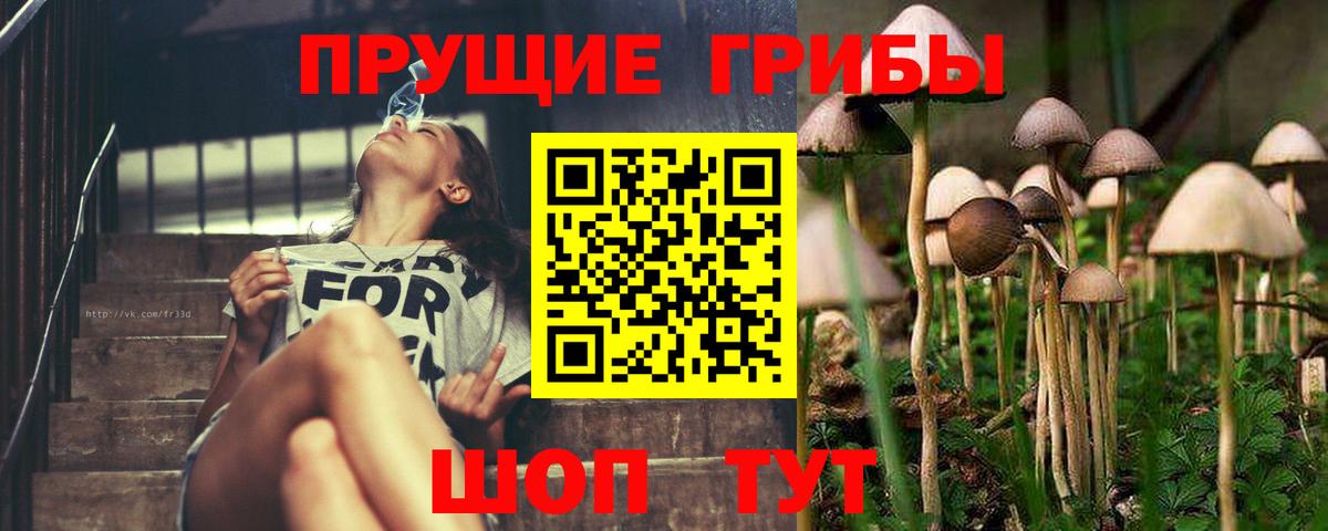 Людиново  Псилоцибиновые грибы MAGIC MUSHROOMS  Галлюциногенные грибы Cubensis  Вход с VPN 